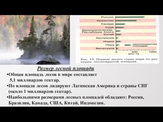 Размер лесной площади Общая площадь лесов в мире составляет 5,1