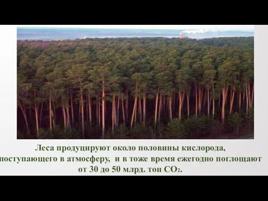 Леса продуцируют около половины кислорода, поступающего в атмосферу, и в