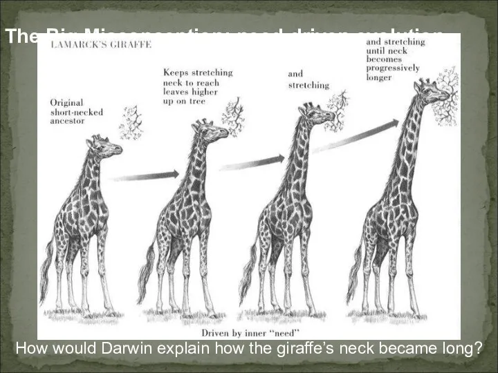 The Big Misconception: need-driven evolution How would Darwin explain how the giraffe’s neck became long?