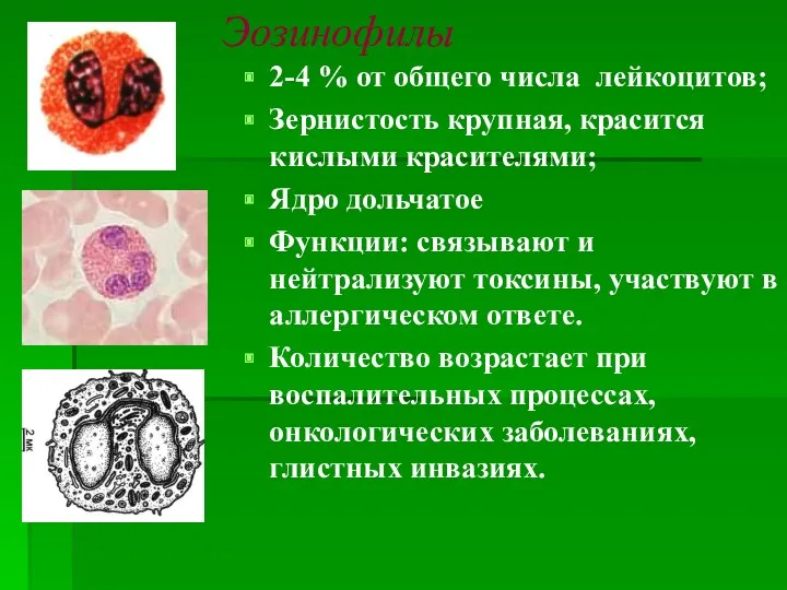Эозинофилы 2-4 % от общего числа лейкоцитов; Зернистость крупная, красится кислыми красителями; Ядро