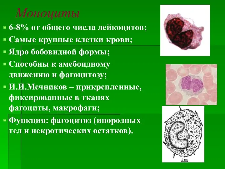 Моноциты 6-8% от общего числа лейкоцитов; Самые крупные клетки крови; Ядро бобовидной формы;
