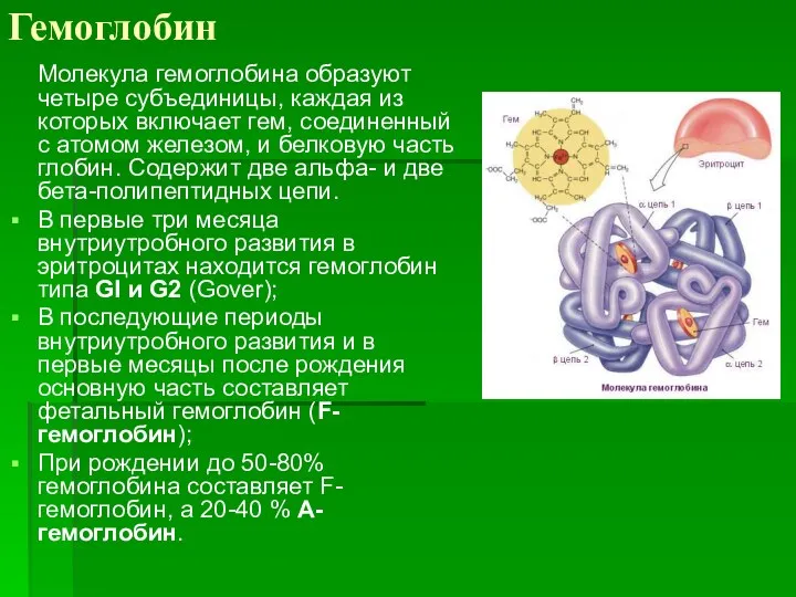 Гемоглобин Молекула гемоглобина образуют четыре субъединицы, каждая из которых включает гем, соединенный с