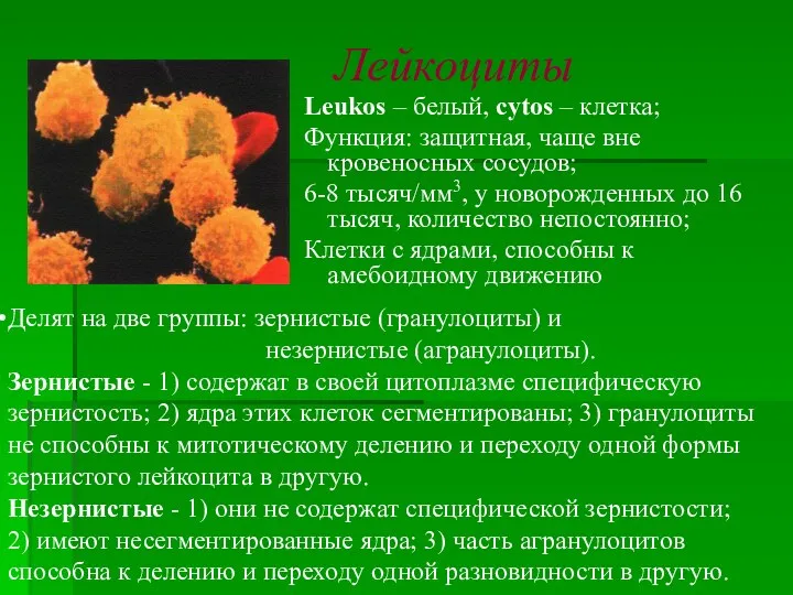 Лейкоциты Leukos – белый, cytos – клетка; Функция: защитная, чаще