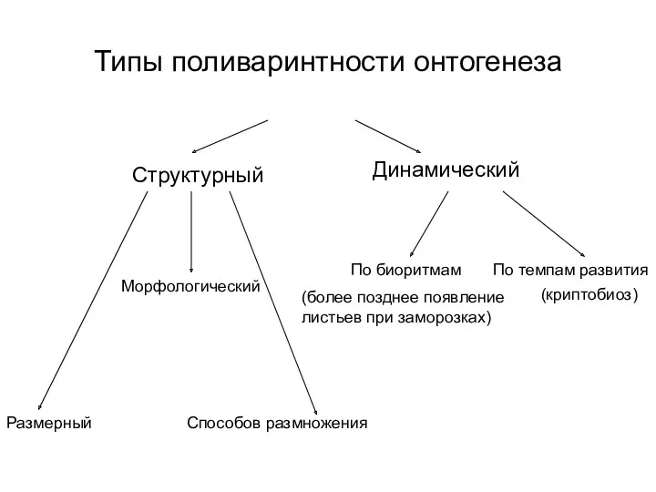 Типы поливаринтности онтогенеза Структурный Динамический Размерный Морфологический Способов размножения По биоритмам По темпам