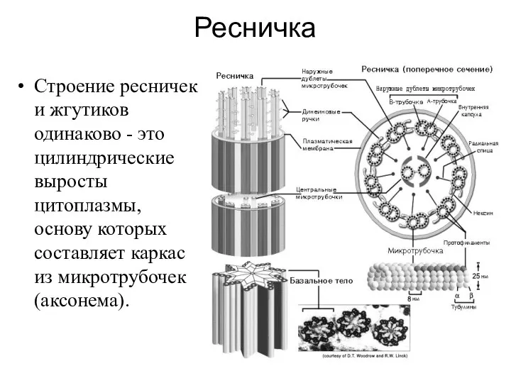 Ресничка Строение ресничек и жгутиков одинаково - это цилиндрические выросты