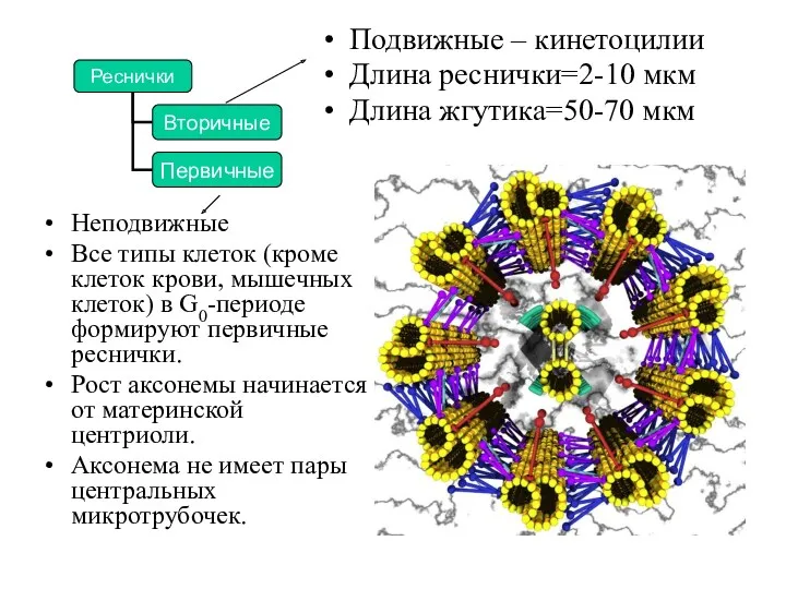 Неподвижные Все типы клеток (кроме клеток крови, мышечных клеток) в