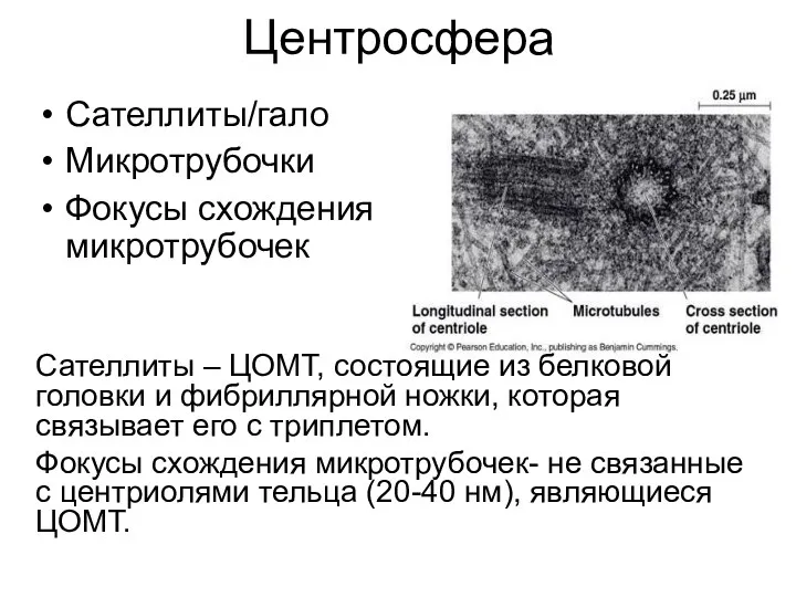 Центросфера Сателлиты/гало Микротрубочки Фокусы схождения микротрубочек Сателлиты – ЦОМТ, состоящие