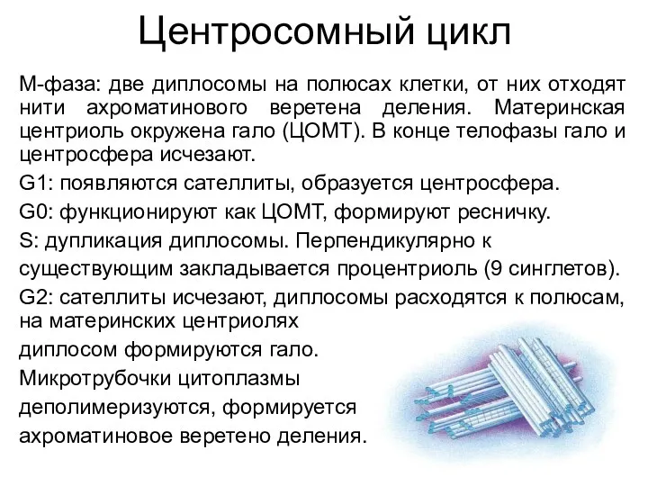 Центросомный цикл М-фаза: две диплосомы на полюсах клетки, от них