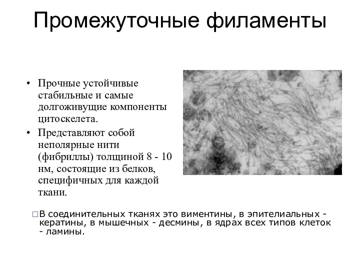 Промежуточные филаменты Прочные устойчивые стабильные и самые долгоживущие компоненты цитоскелета.