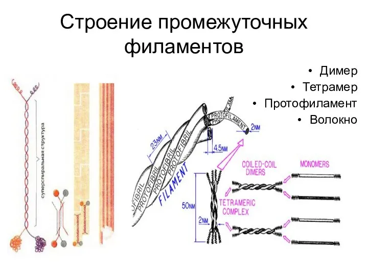 Строение промежуточных филаментов Димер Тетрамер Протофиламент Волокно