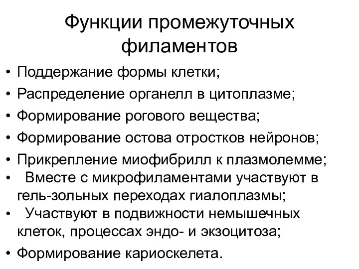 Функции промежуточных филаментов Поддержание формы клетки; Распределение органелл в цитоплазме;