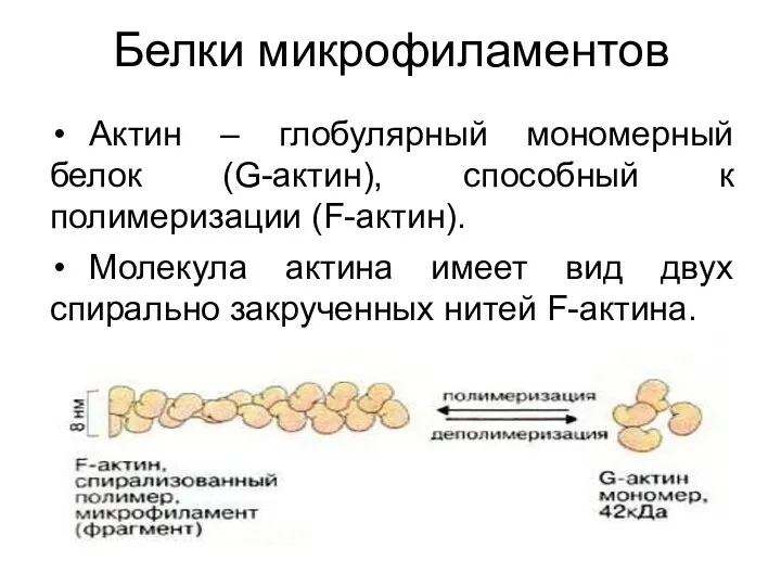 Белки микрофиламентов Актин – глобулярный мономерный белок (G-актин), способный к