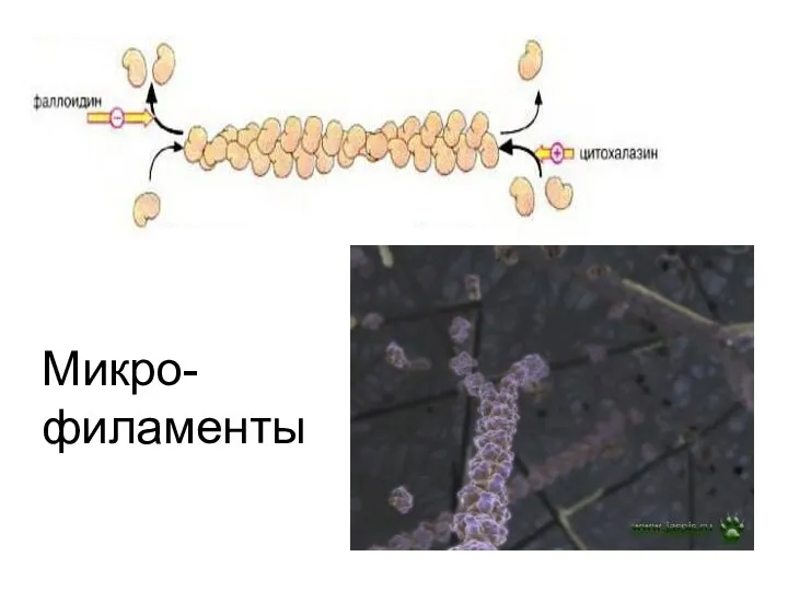 Микро- филаменты