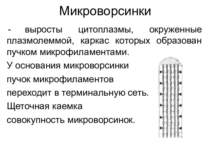 Микроворсинки выросты цитоплазмы, окруженные плазмолеммой, каркас которых образован пучком микрофиламентами.