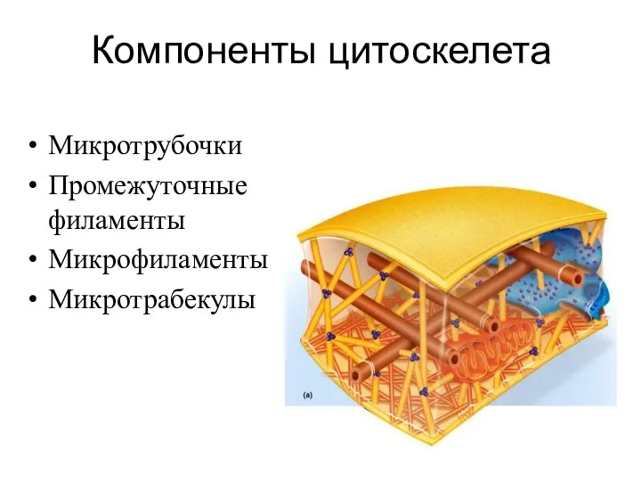 Компоненты цитоскелета Микротрубочки Промежуточные филаменты Микрофиламенты Микротрабекулы