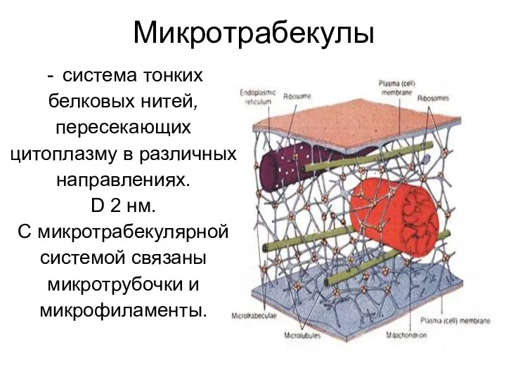 Микротрабекулы система тонких белковых нитей, пересекающих цитоплазму в различных направлениях.