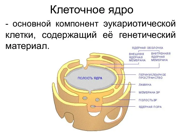 Клеточное ядро - основной компонент эукариотической клетки, содержащий её генетический материал.