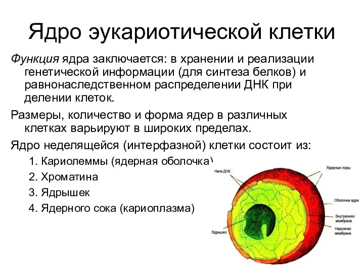 Ядро эукариотической клетки Функция ядра заключается: в хранении и реализации