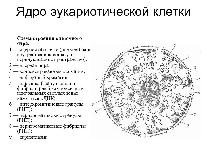 Ядро эукариотической клетки Схема строения клеточного ядра. 1 — ядерная