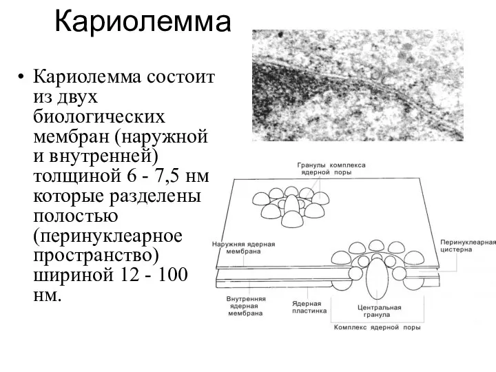 Кариолемма Кариолемма состоит из двух биологических мембран (наружной и внутренней)