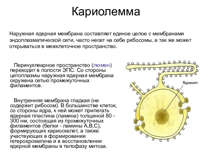 Кариолемма Перинуклеарное пространство (люмен) переходит в полости ЭПС. Со стороны