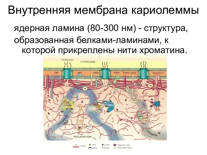 Внутренняя мембрана кариолеммы ядерная ламина (80-300 нм) - структура, образованная белками-ламинами, к которой прикреплены нити хроматина.