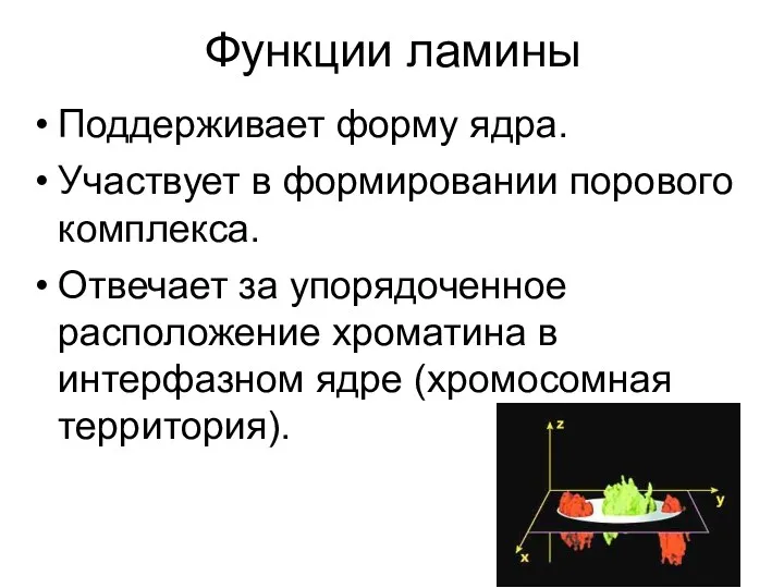 Функции ламины Поддерживает форму ядра. Участвует в формировании порового комплекса.