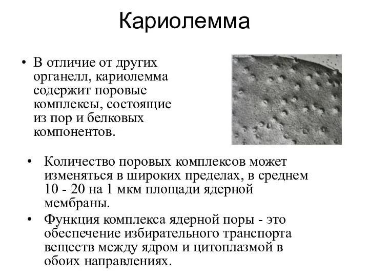 Кариолемма В отличие от других органелл, кариолемма содержит поровые комплексы,