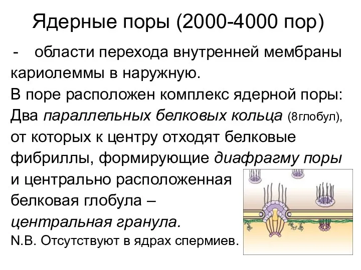 области перехода внутренней мембраны кариолеммы в наружную. В поре расположен