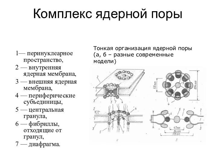 Комплекс ядерной поры 1— перинуклеарное пространство, 2 — внутренняя ядерная