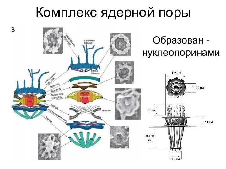 Комплекс ядерной поры Образован - нуклеопоринами