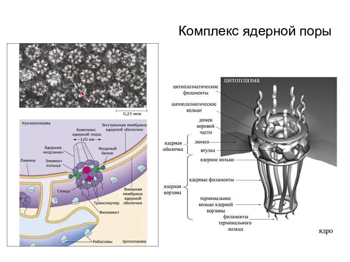 Комплекс ядерной поры