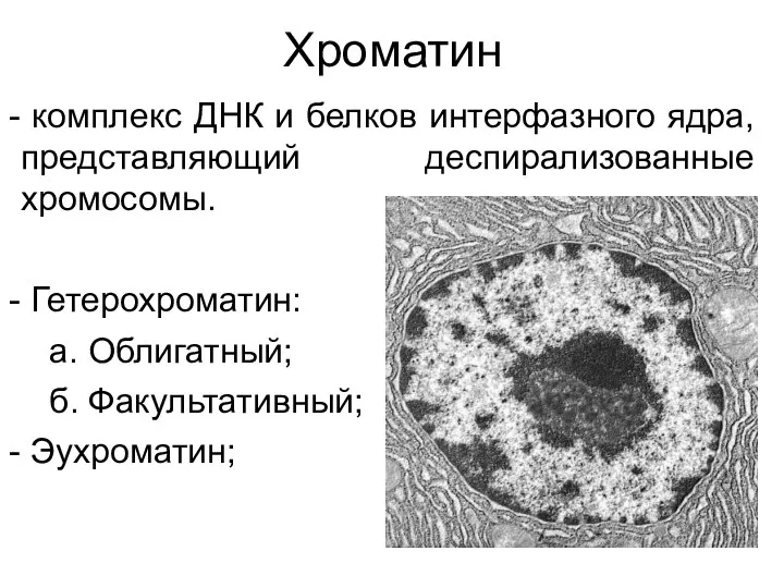 Хроматин комплекс ДНК и белков интерфазного ядра, представляющий деспирализованные хромосомы. Гетерохроматин: а. Облигатный; б. Факультативный; Эухроматин;