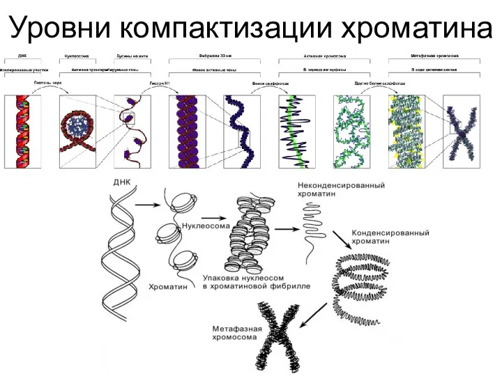 Уровни компактизации хроматина