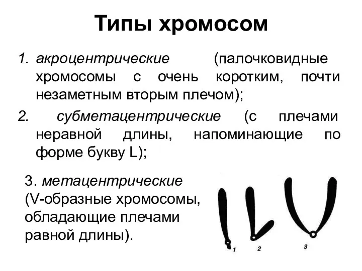 Типы хромосом акроцентрические (палочковидные хромосомы с очень коротким, почти незаметным