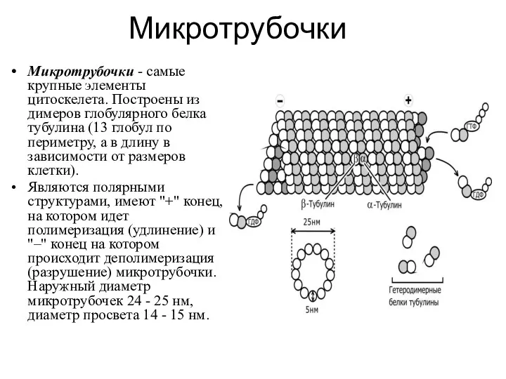 Микротрубочки Микротрубочки - самые крупные элементы цитоскелета. Построены из димеров