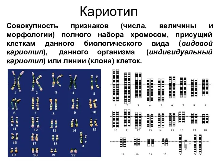 Кариотип Совокупность признаков (числа, величины и морфологии) полного набора хромосом,