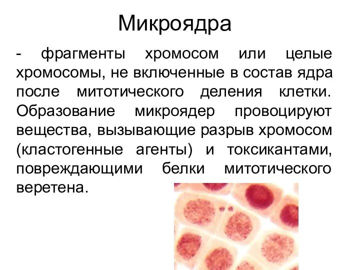 Микроядра - фрагменты хромосом или целые хромосомы, не включенные в