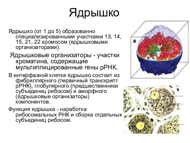 Ядрышко Ядрышко (от 1 до 5) образованно специализированными участками 13,