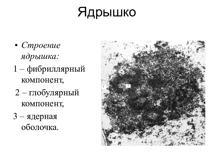 Ядрышко Строение ядрышка: 1 – фибриллярный компонент, 2 – глобулярный компонент, 3 – ядерная оболочка.