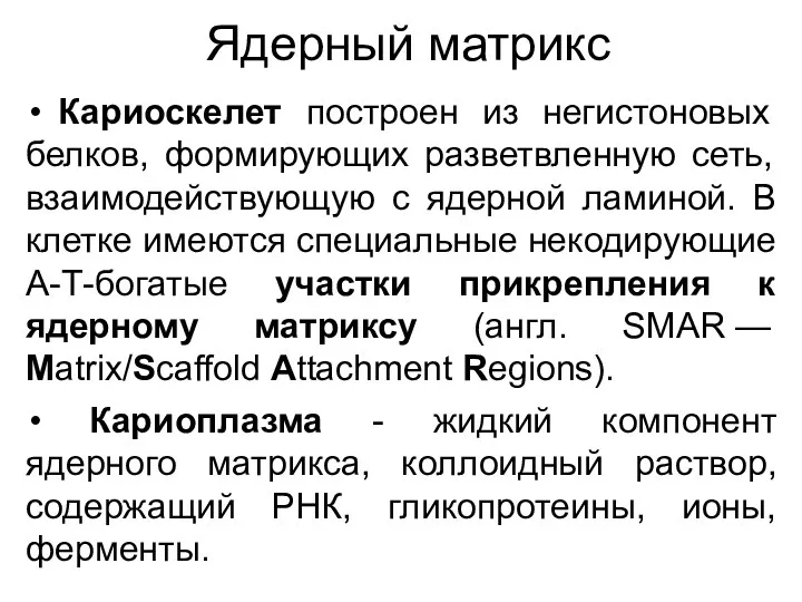 Ядерный матрикс Кариоскелет построен из негистоновых белков, формирующих разветвленную сеть,