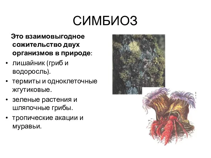 СИМБИОЗ Это взаимовыгодное сожительство двух организмов в природе: лишайник (гриб