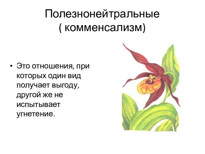 Полезнонейтральные ( комменсализм) Это отношения, при которых один вид получает выгоду, другой же не испытывает угнетение.