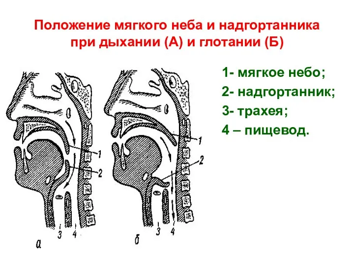 Положение мягкого неба и надгортанника при дыхании (А) и глотании