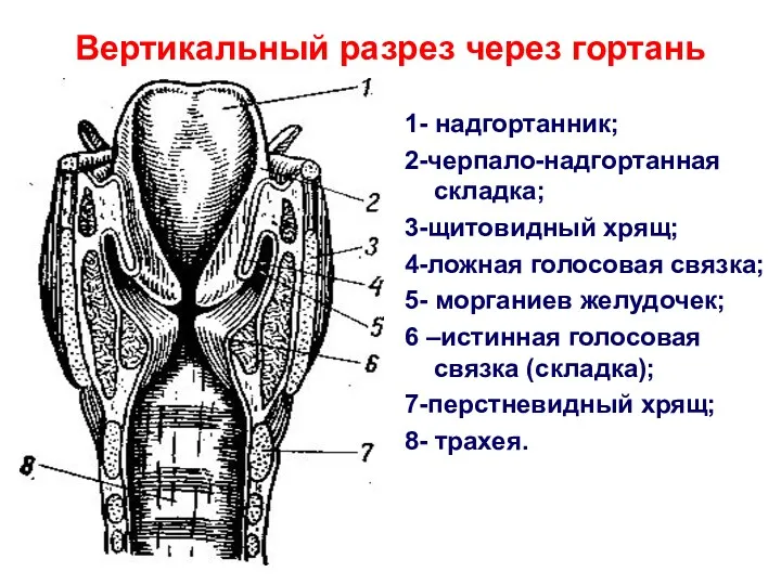 Вертикальный разрез через гортань 1- надгортанник; 2-черпало-надгортанная складка; 3-щитовидный хрящ;