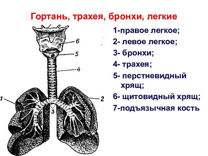 Гортань, трахея, бронхи, легкие 1-правое легкое; 2- левое легкое; 3-