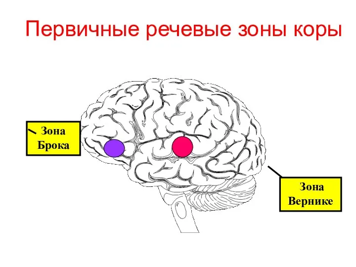 Первичные речевые зоны коры Зона Брока Зона Вернике