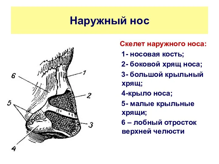 Наружный нос Скелет наружного носа: 1- носовая кость; 2- боковой