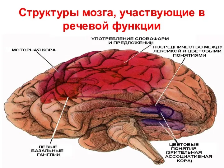 Структуры мозга, участвующие в речевой функции