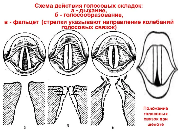 Схема действия голосовых складок: а - дыхание, б - голосообразование,